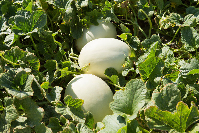 50 Organic Heirloom Orange Flesh Honeydew Melon BUY ONE GET ONE FREE 30% Sweeter
