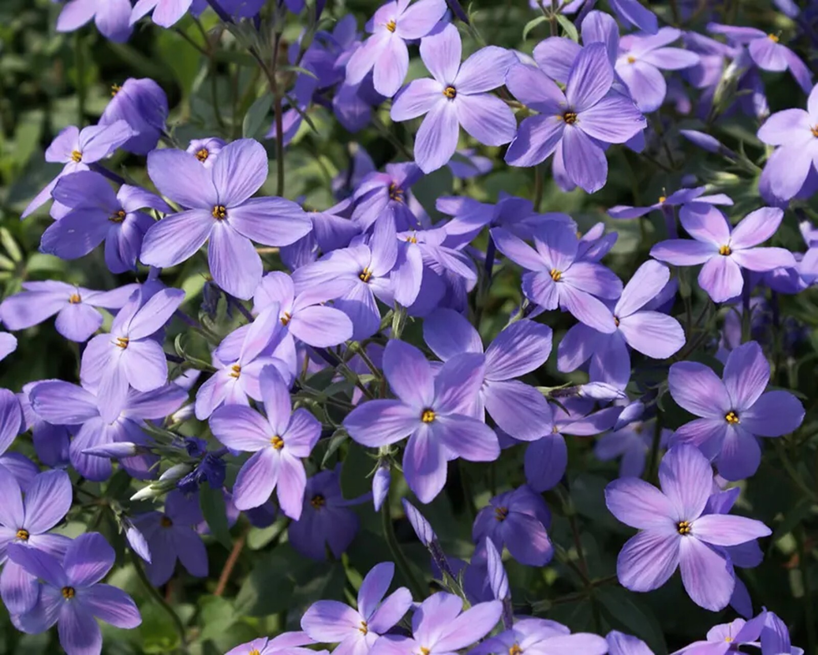 50 Sherwood Phlox Seeds Flower Perennial Seed Butterfly Bee Flowers US SELLER