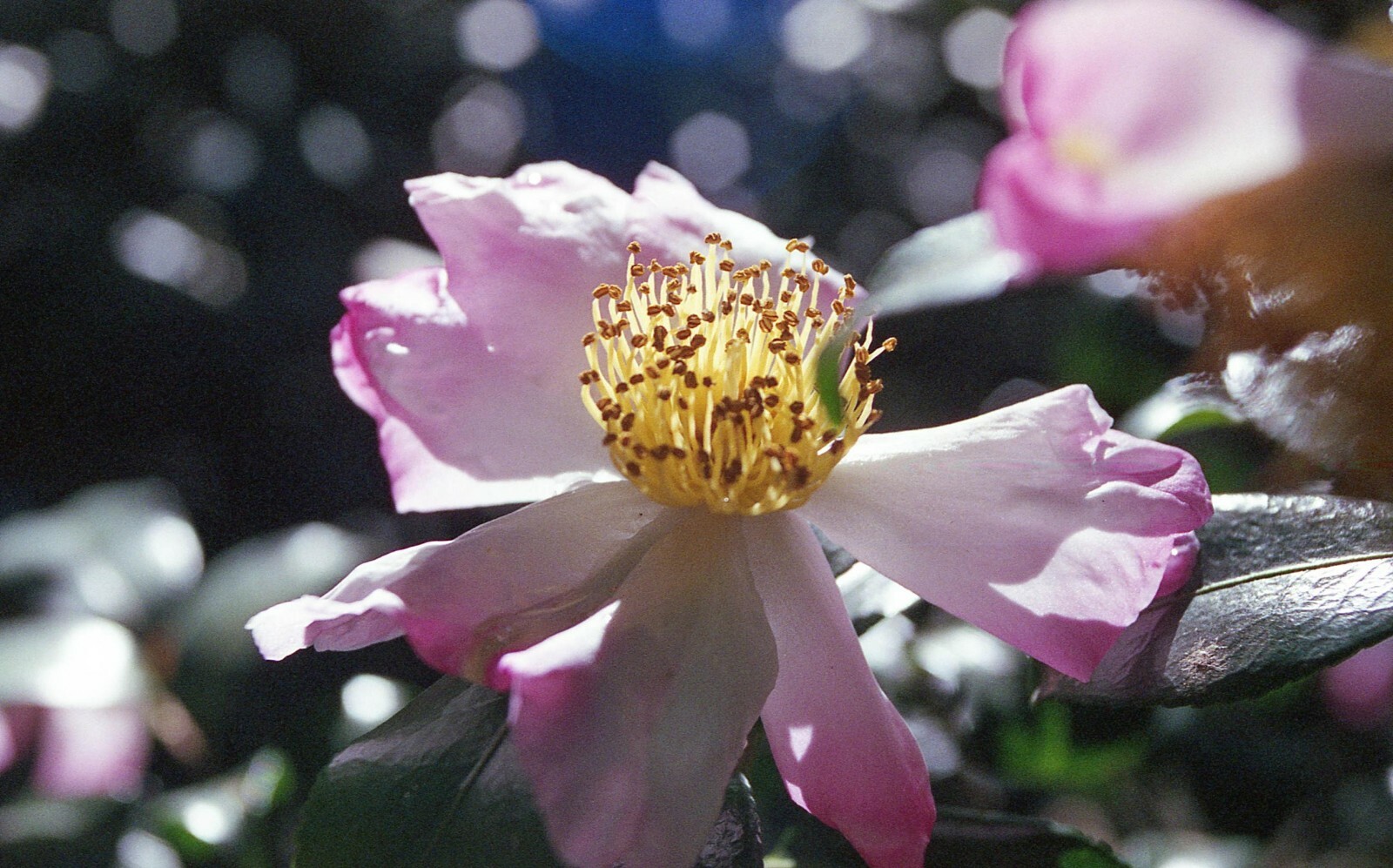 camellia starter seedlings: lot of 2
