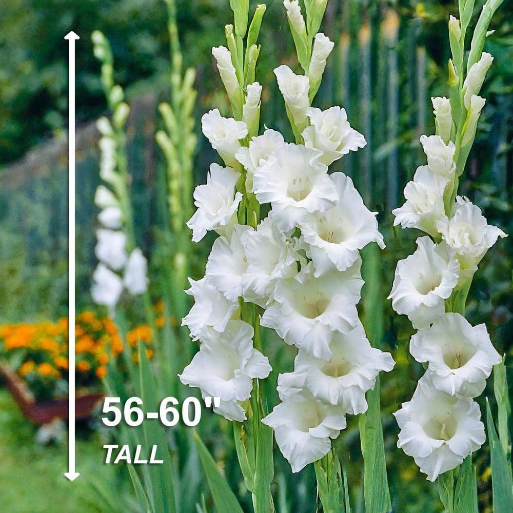 12 cm/14 cm, White Polar Bear Gladiolus Flower Bulbs (Bag of 30)