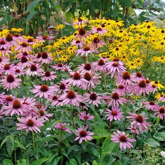DYNAMIC DUO: ECHINACEA & BLACK EYED SUSAN Mix NA Native Non-GMO 250 Seeds!