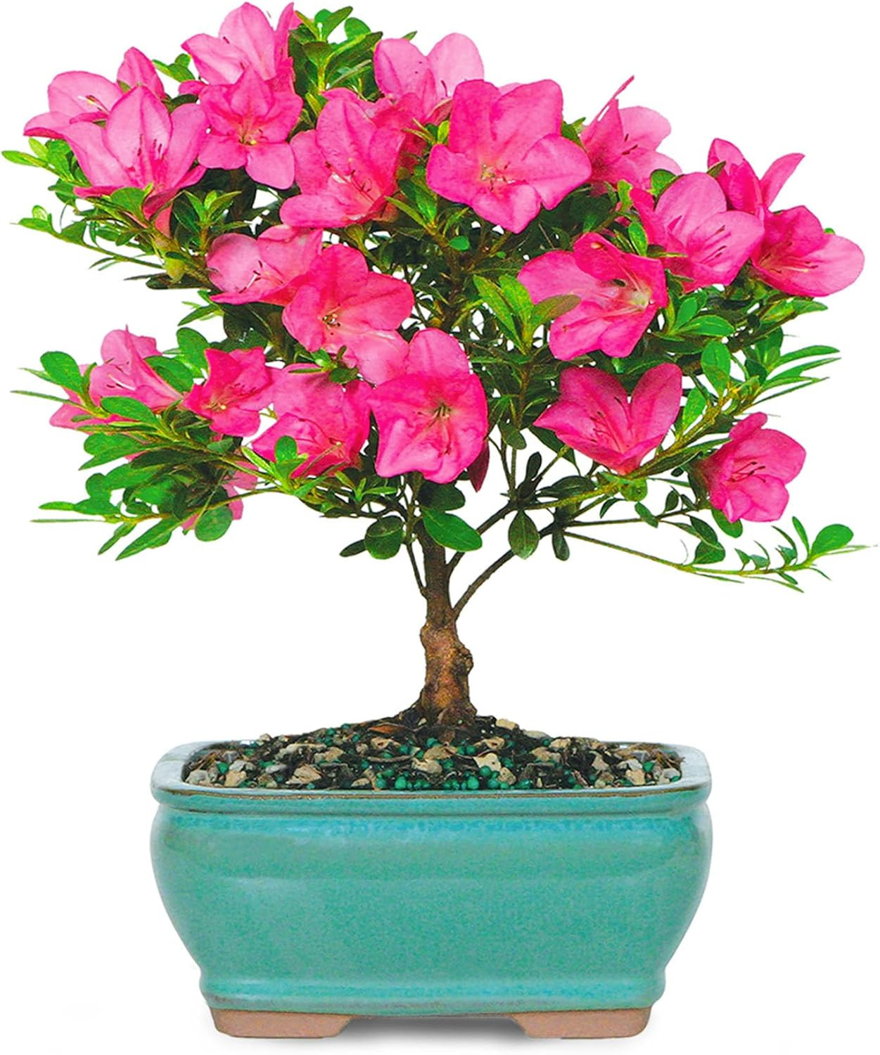 Farm-Fresh Satsuki Azalea, Low Maintenance, Perfect for Adding Natural Elegance