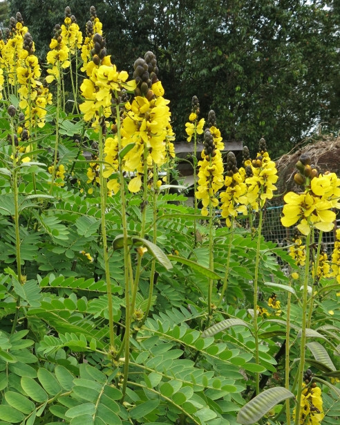 Cassia didymobotrya Popcorn Cassia 10 seeds