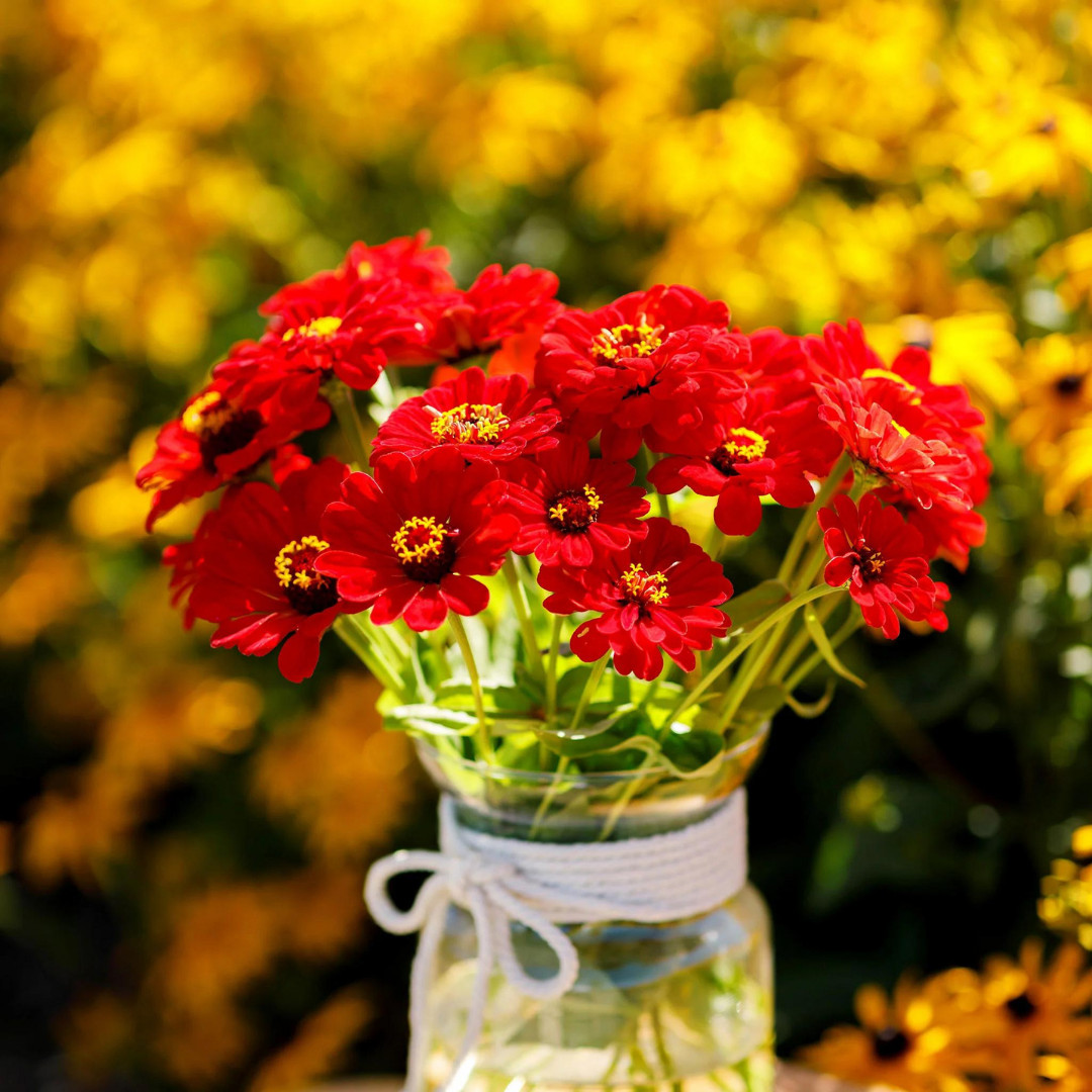 Fresh Premium Zinnia Seeds | Scarlet Flame | Heirloom Non-GMO | Flower Seeds