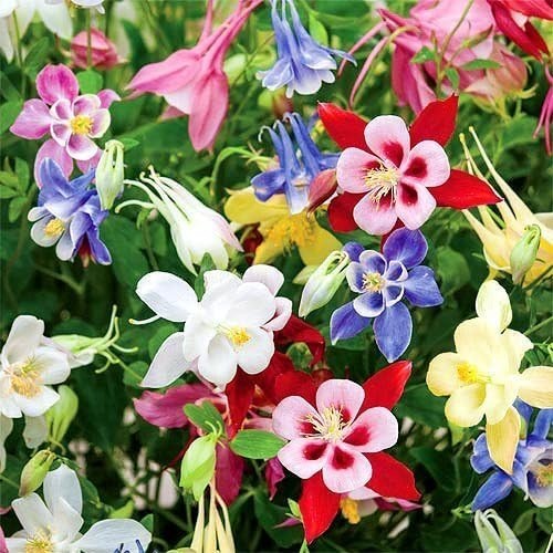 200 Heirloom Columbine McKana Giants Flower Seeds – Vibrant, Perennial Blooms