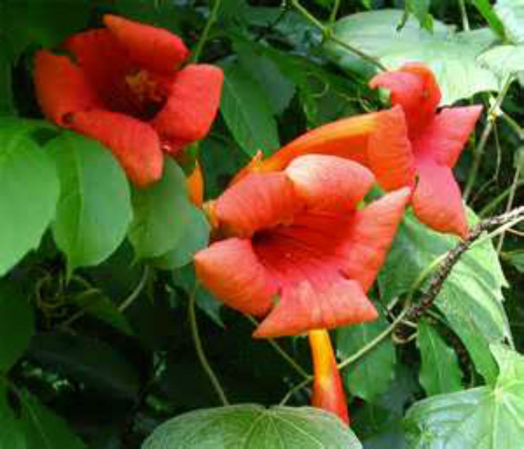 Beautiful Orange Hummingbird Trumpet Vine! 20 seeds! HUMMINGBIRDS LOVE IT!