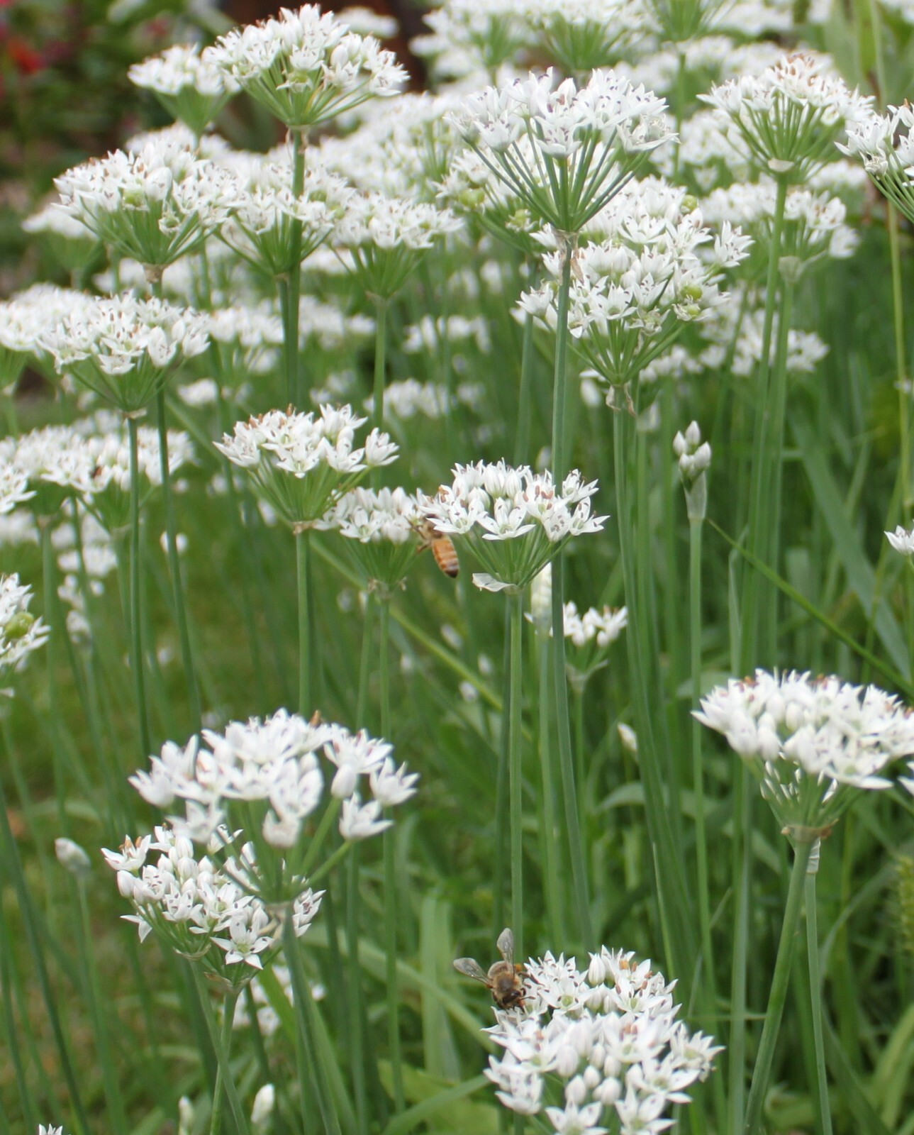 40 Live Plant Bare Root Garlic Chives 韭菜根