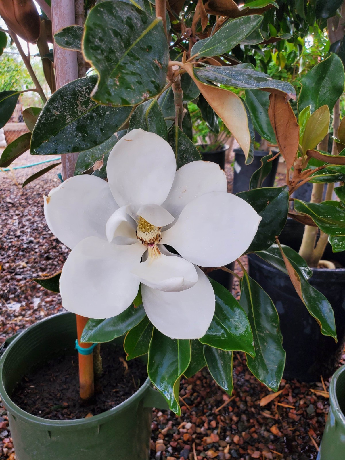10 Southern Magnolia Seeds Magnolia Grandiflora Fragrant White Blooms