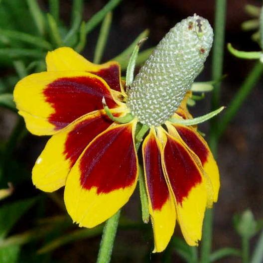 Coneflower MEXICAN HAT Flowers Pollinator Wildflower Perennial Non-GMO 500 Seeds