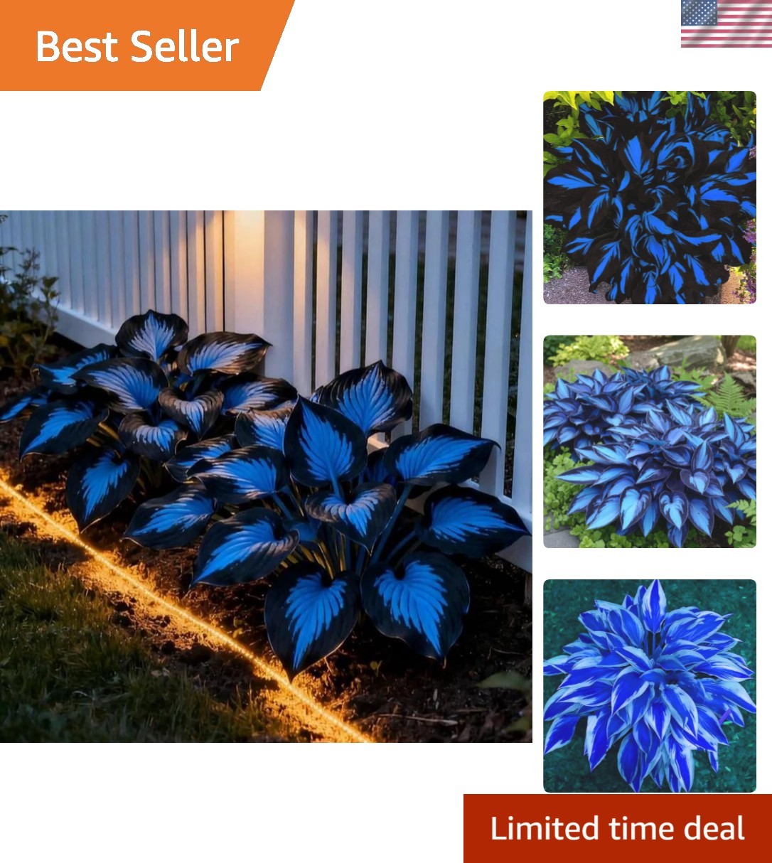 Low-Maintenance Hosta Seeds – 220+ Non-GMO Perennials for Vibrant Shade Gardens