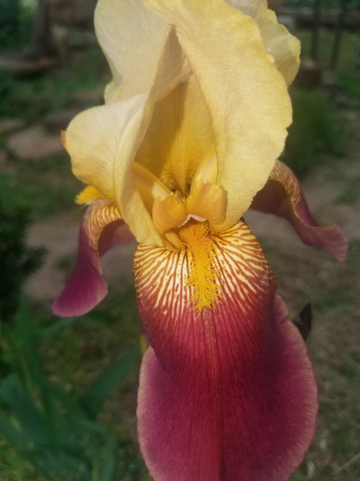 10x MIXED VARIETIES/COLORS IRIS BULBS RHIZOMES (Will BE TALL) Fresh