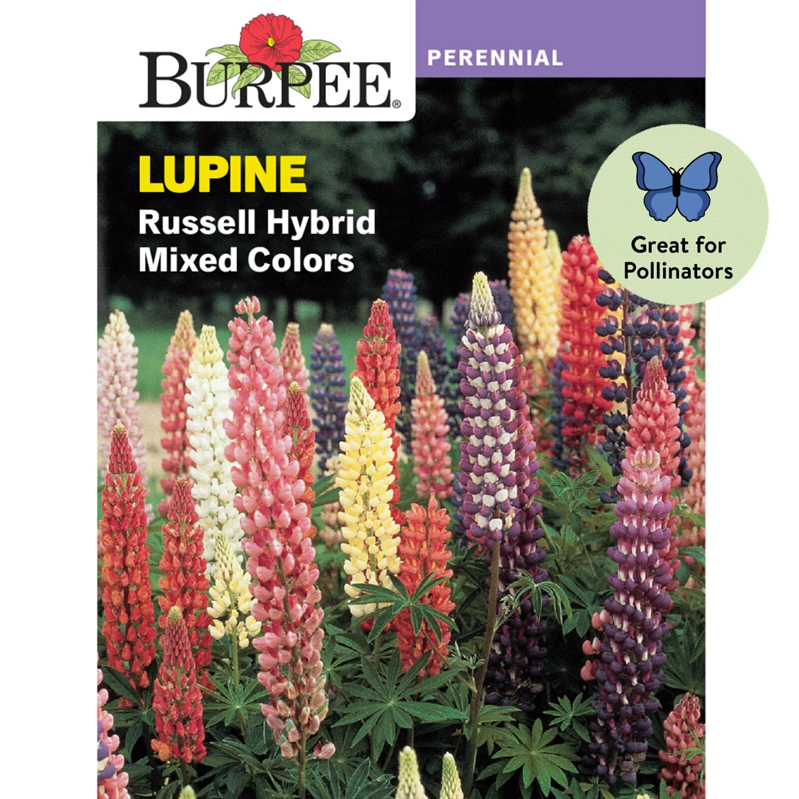 Burpee Lupine Russell Hybrid Mixed Colors Perennial Seeds Flower Seed Packet Mix