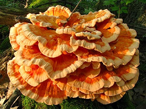 Mushroom Liquid Cultures – Chicken of the Woods (Laetiporus sulphureus)