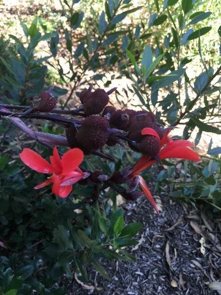Canna indica | Red Canna Lily | Indian Shot | Edible Canna | 10 Seeds