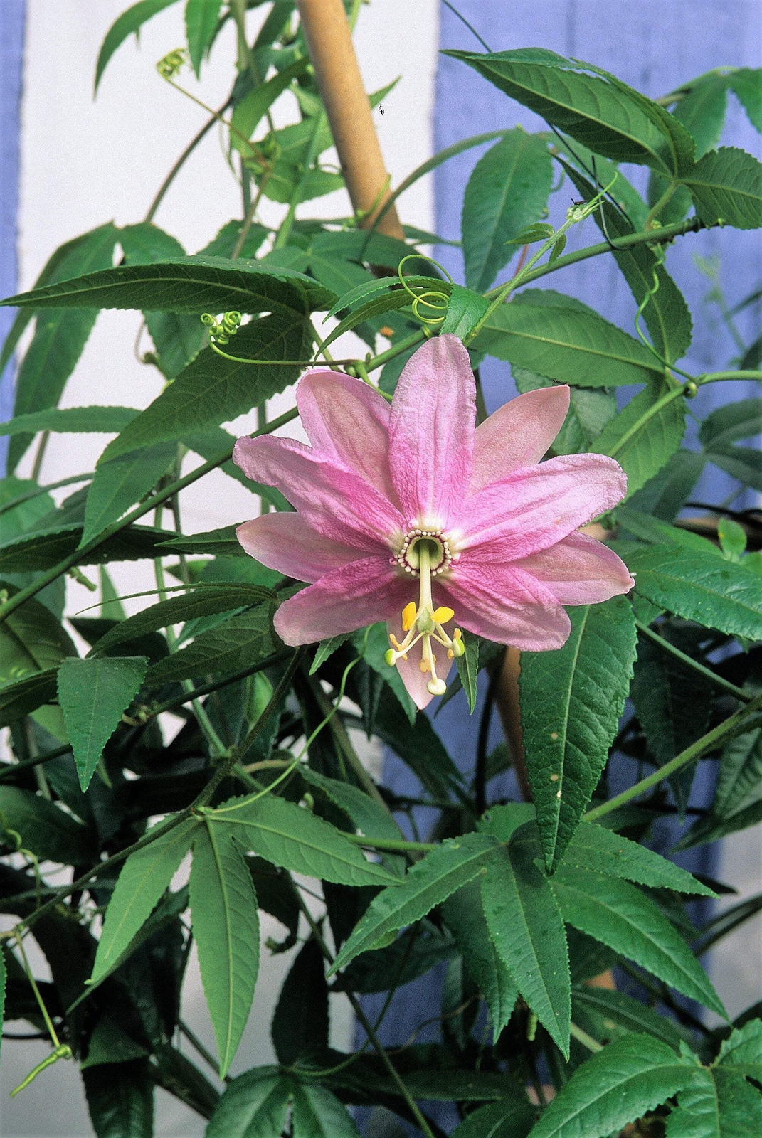 10 BANANA PASSION FRUIT Pink Flower Passiflora Mollissima Yellow Vine Seeds