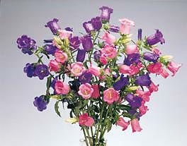 Campanula medium Champion II PL Pink 100 seeds