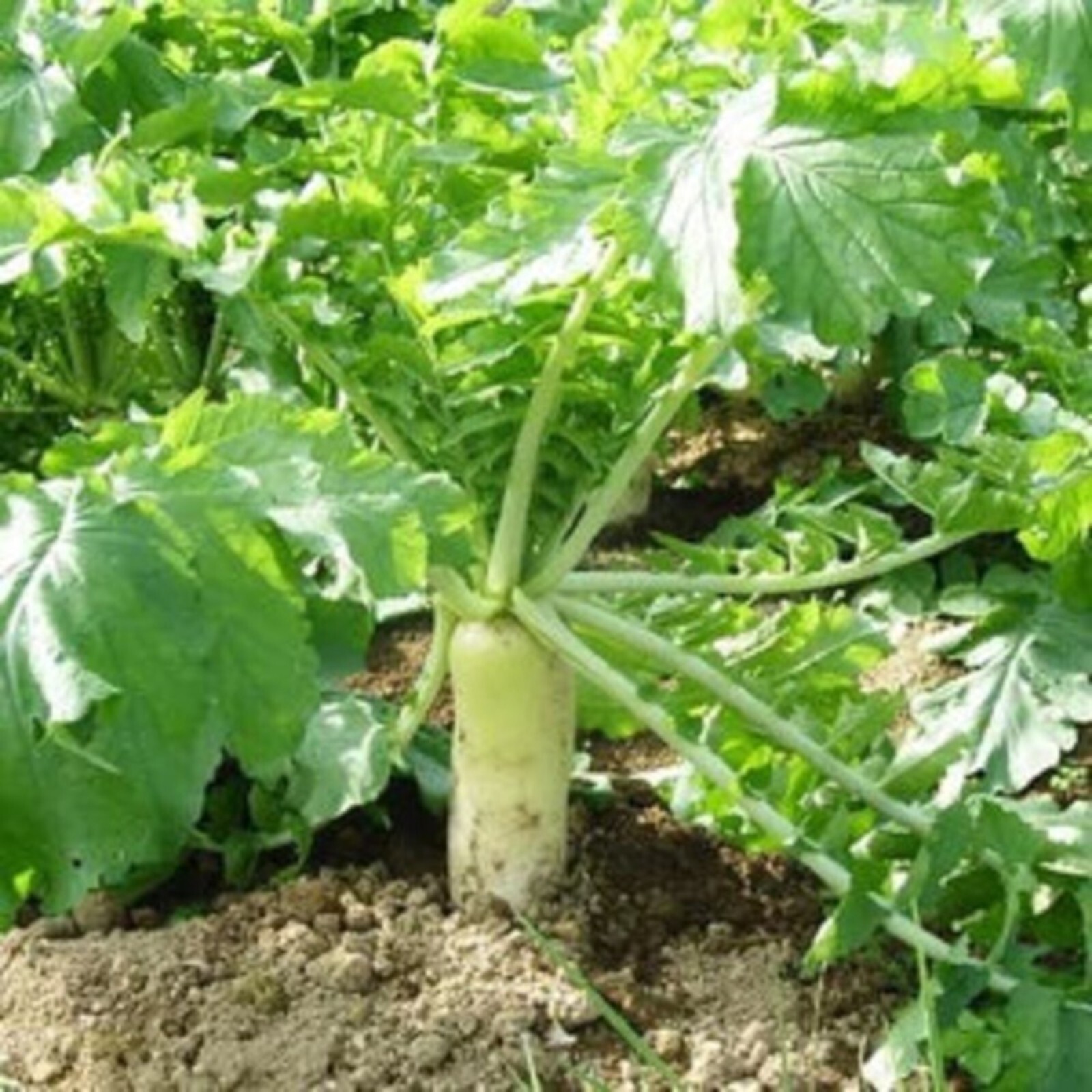 400pcs White Icicle Radish Seeds – Heirloom, Non-GMO, Perfect for Home Vegetable
