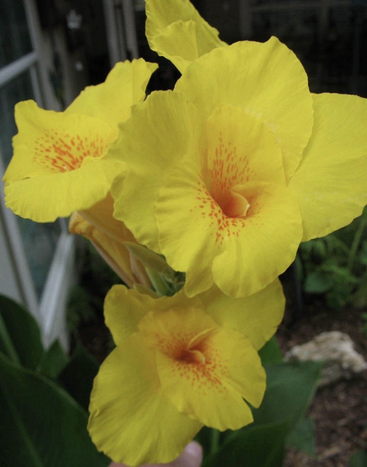 4 bulbs – Cana Lilly Bulbs Yellow Cannas Orange Speckled Throat – Lot of 4