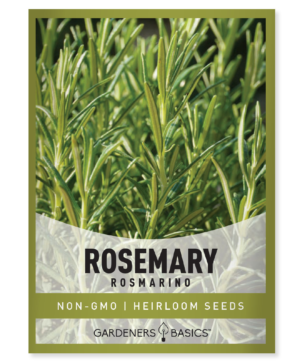 Rosemary Seeds