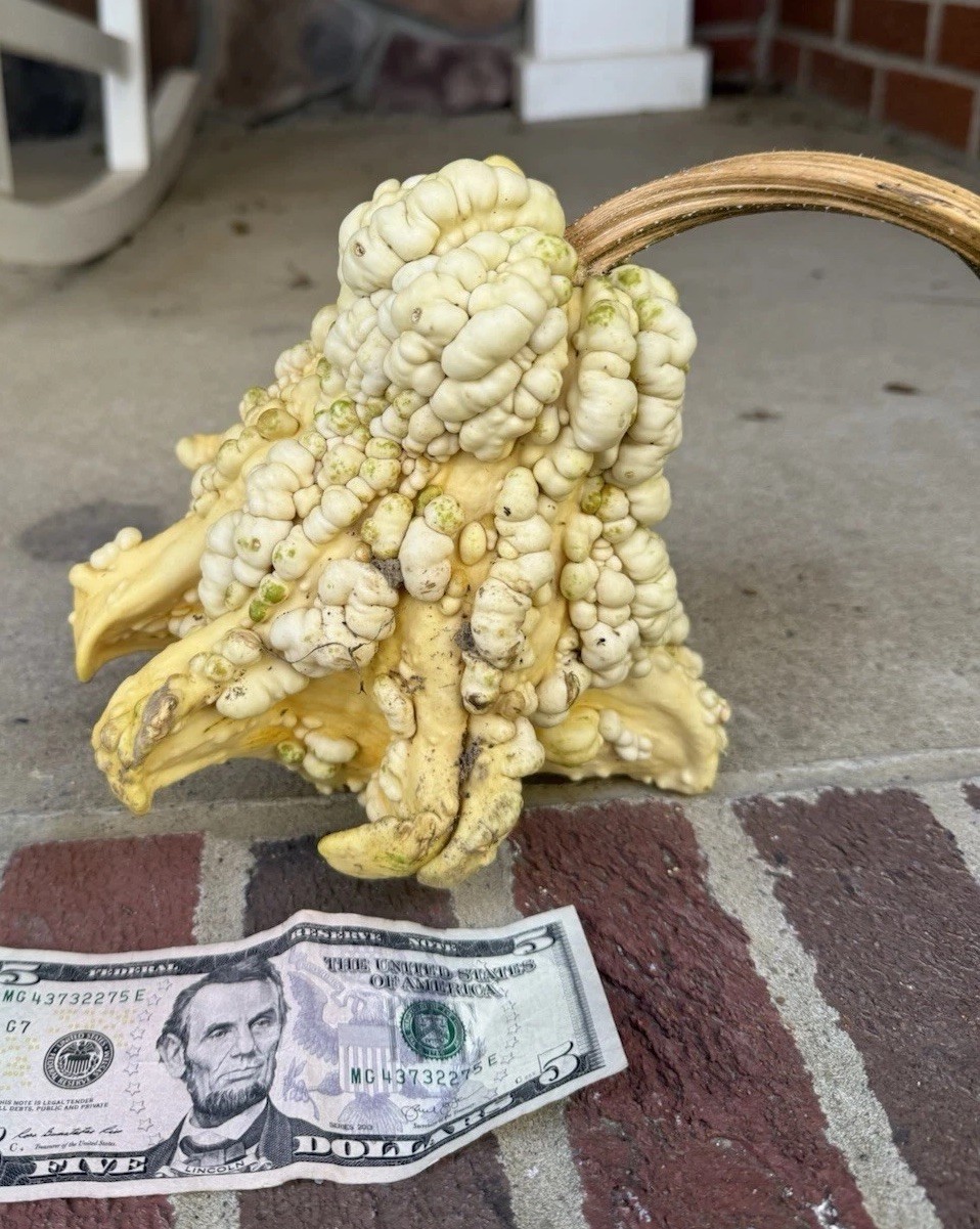 Seeds #10 (10ct):Large bumpy winged Gourd. White, Yellow, Pastel, Unique, Exotic
