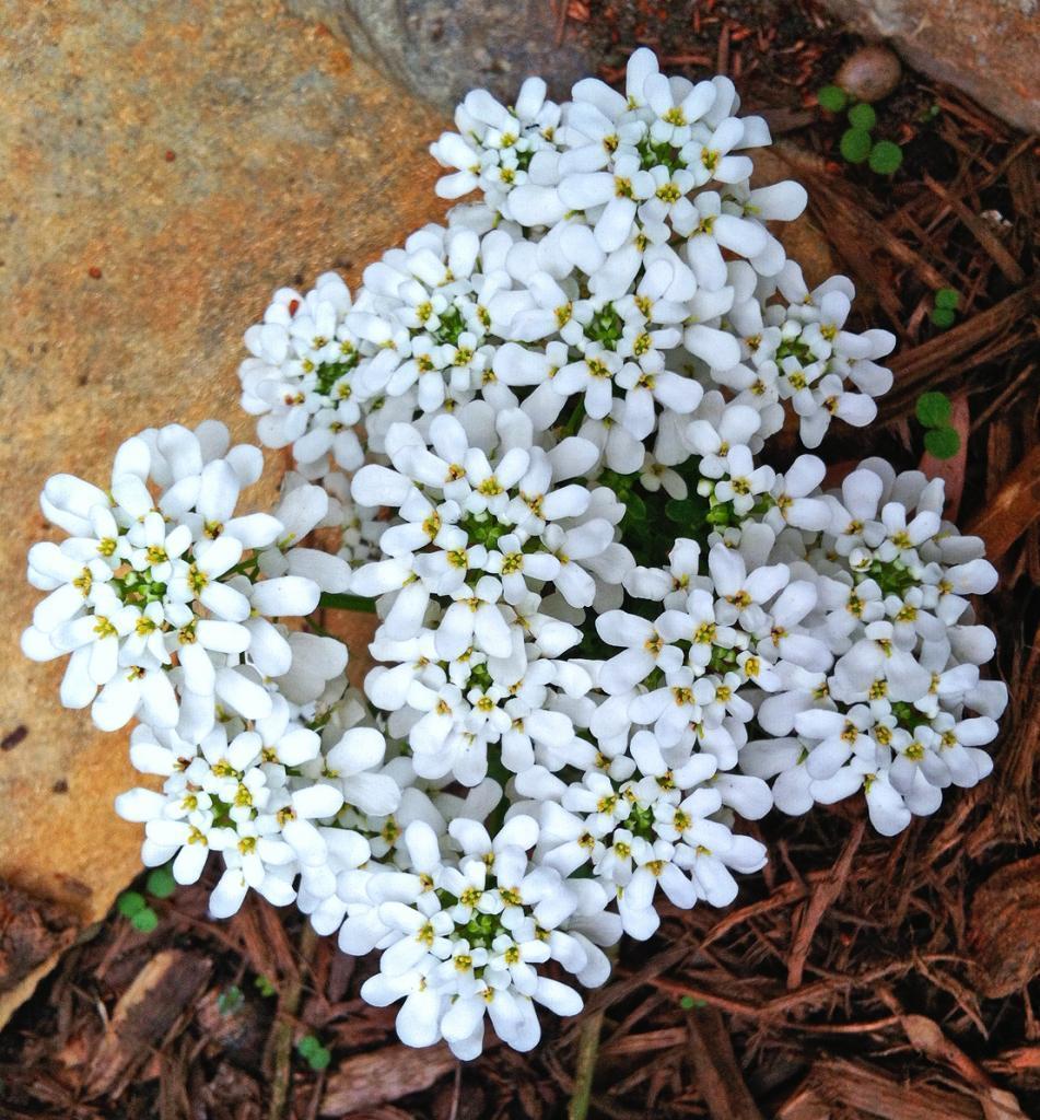 1000 CANDYTUFT Flower Seeds Iberis Umbellata Mixed Colors Ground Cover