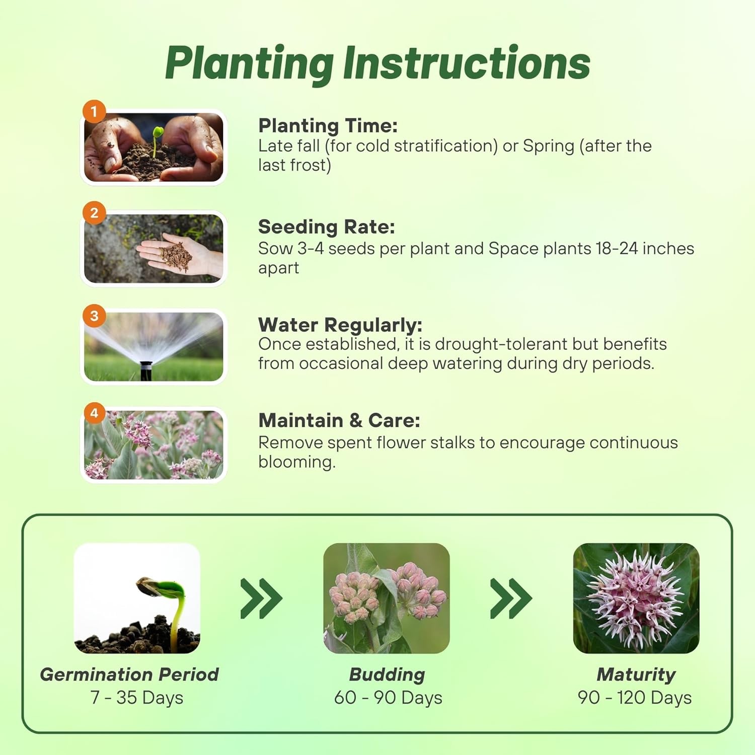 50 Seeds Drought Tolerant Showy Milkweed Asclepias Speciosa Garden Flower Seeds