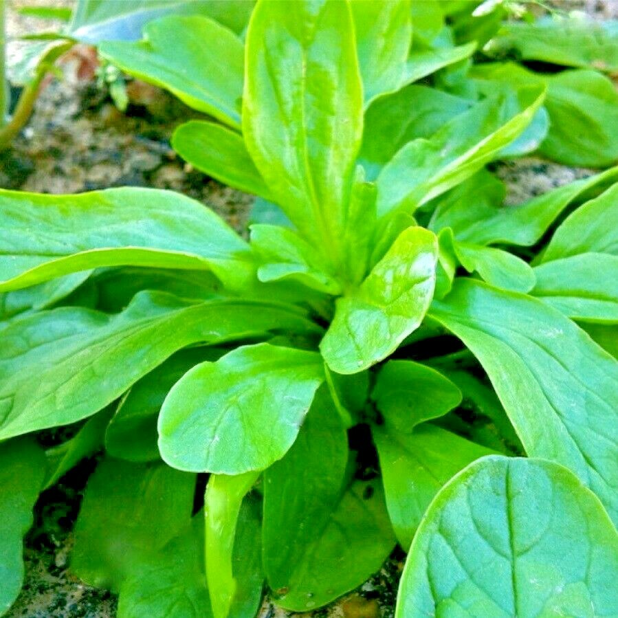 600+Dutch CORN SALAD Seeds Organic Lambs Lettuce Mache Garden Patio Container