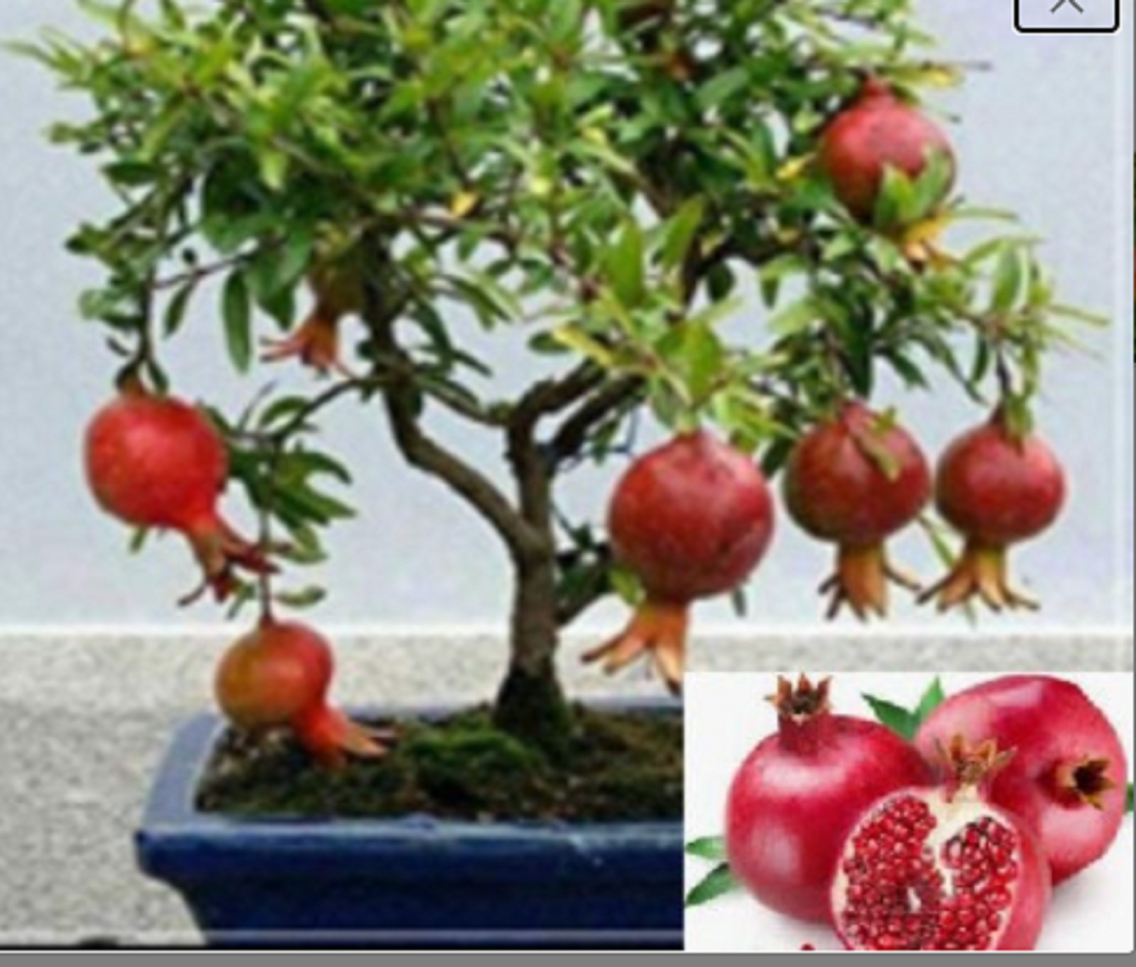 RARE DWARF POMEGRANATE Fruit tree 10 SEEDS – Combined Shipping ( USA seller )