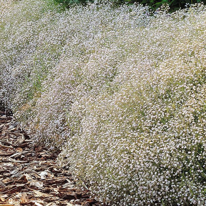 Gypsophila paniculata BABY’S BREATH Seeds!