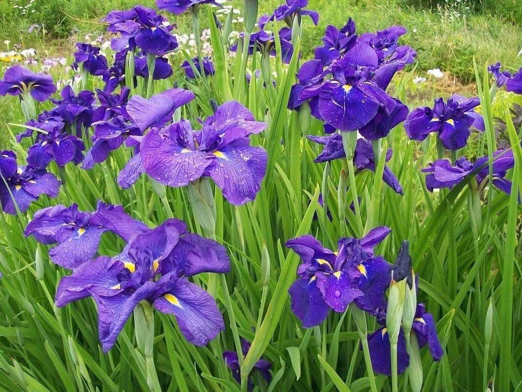 6 Plants Iris Ensata “Coho” Japanese Iris –Ornamental Plants– Deer Proof