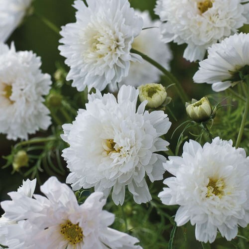 200+ Double Click Snow Puff Cosmos Seeds for Garden – USA – FREE SHIPPING!