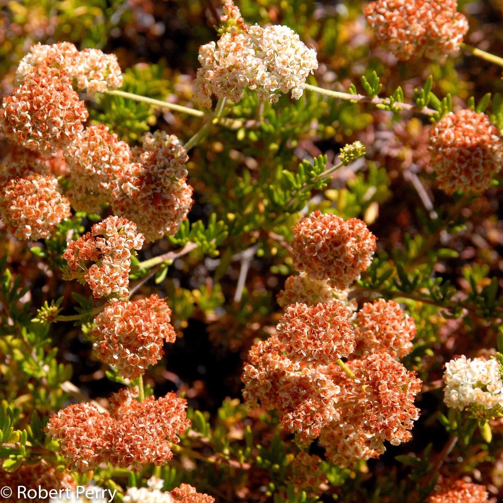 California Buckwheat seeds (DWARF) Eriogonum fasciculatum