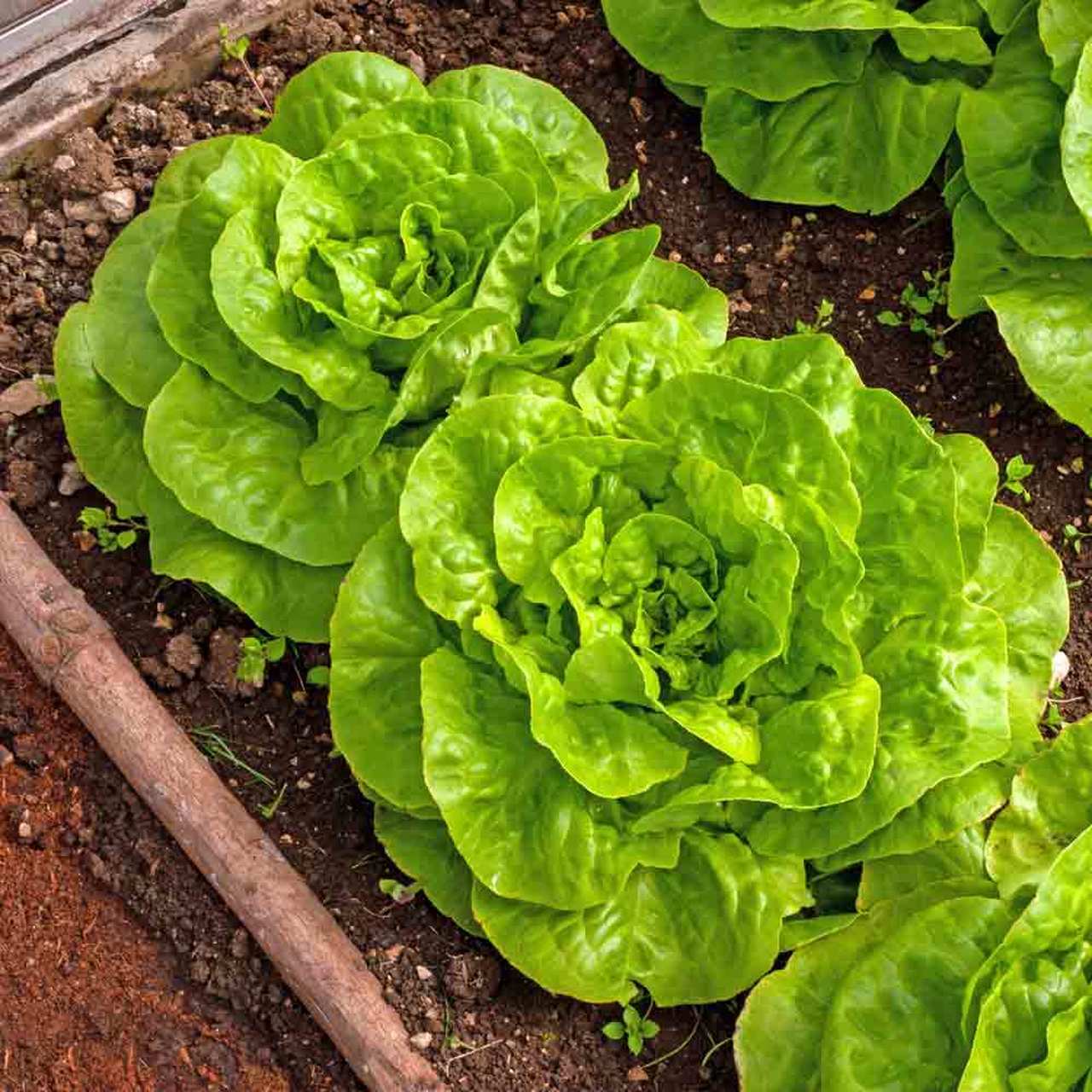 Buttercrunch Butterhead Lettuce Seeds | Lactuca Cos Bibb Leaf Greens Seed 2024