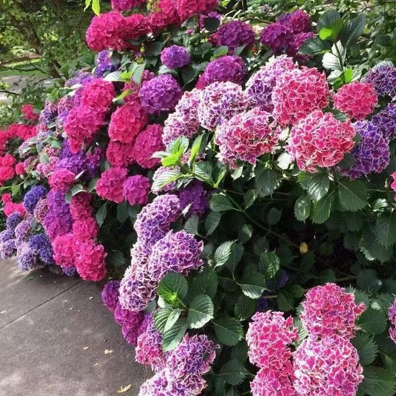 20 SEEDS for Fuchsia Pink HYDRANGEA RARE flower exotic bush plant USA Seller