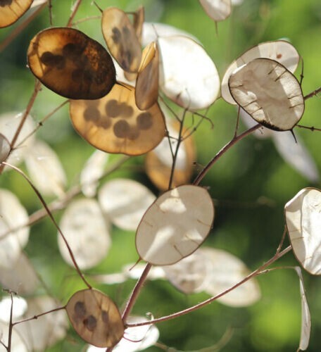 50+ Lunaria/ Money Plant Seeds Biennial