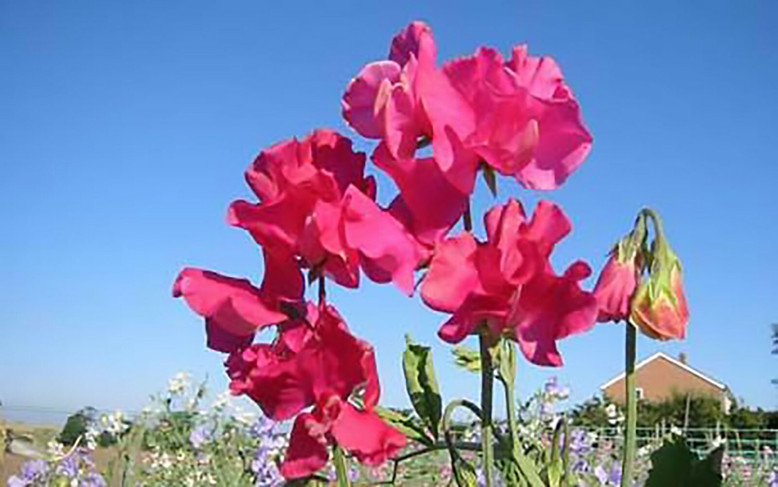 Fragrant Sweet Pea Royal Family Mix, Lathyrus odoratus, Annual Vine Seeds