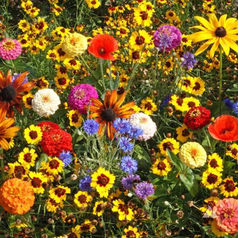 Children’s Wildflower Seed Mix | Easy to grow wildflowers