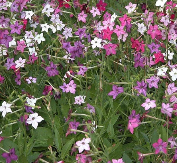 Tobacco SENSATION Mix (Jasmine) Fragrant Flowers Nicotiana USA Non-GMO 500 Seeds