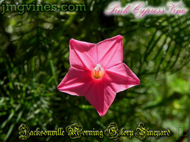 Pink Cypress Vine Ipomoea Quamoclit 10 Seeds