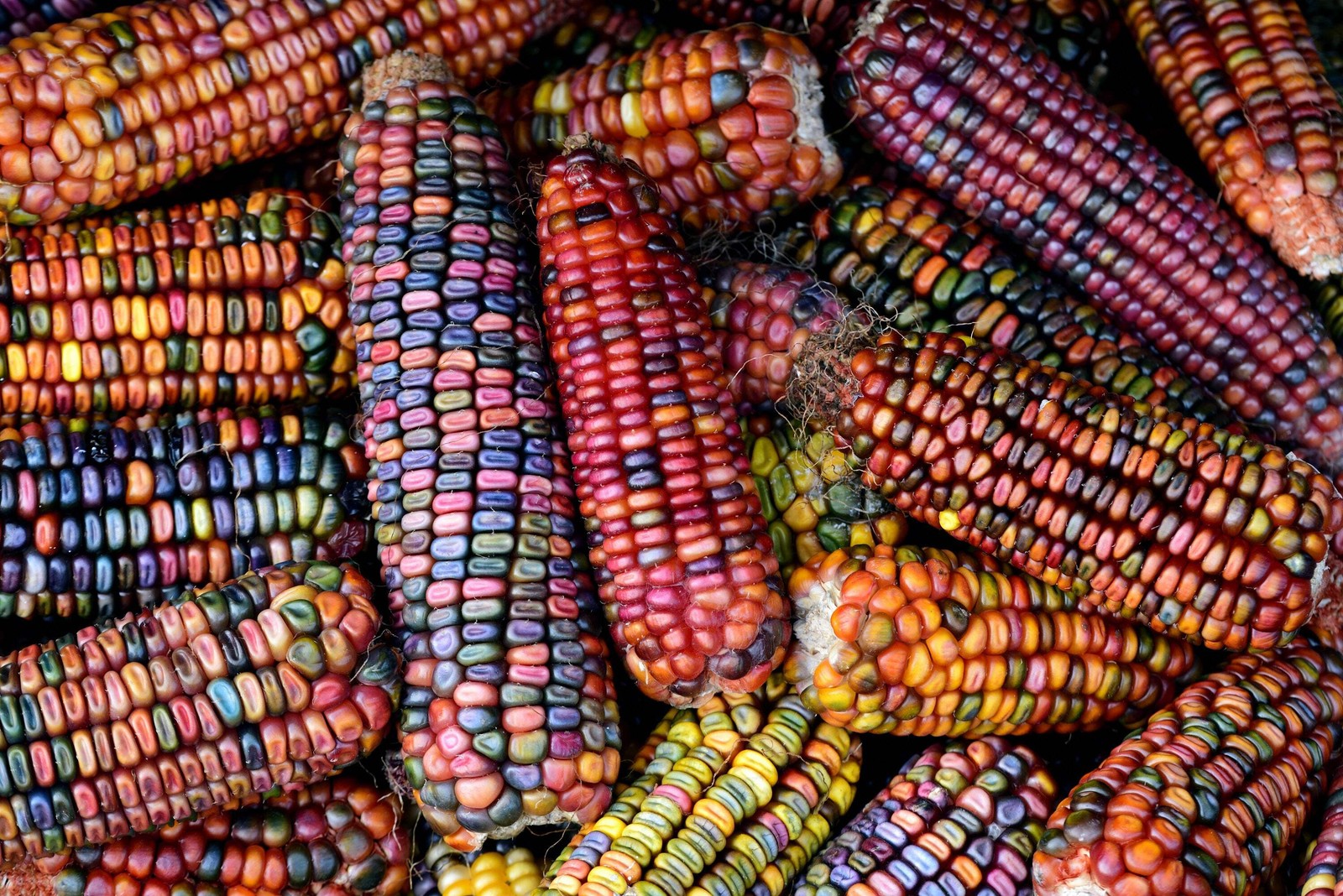 100 Ornamental INDIAN CORN WAMPUM Mixed Colors Zea Mays Vegetable Seeds