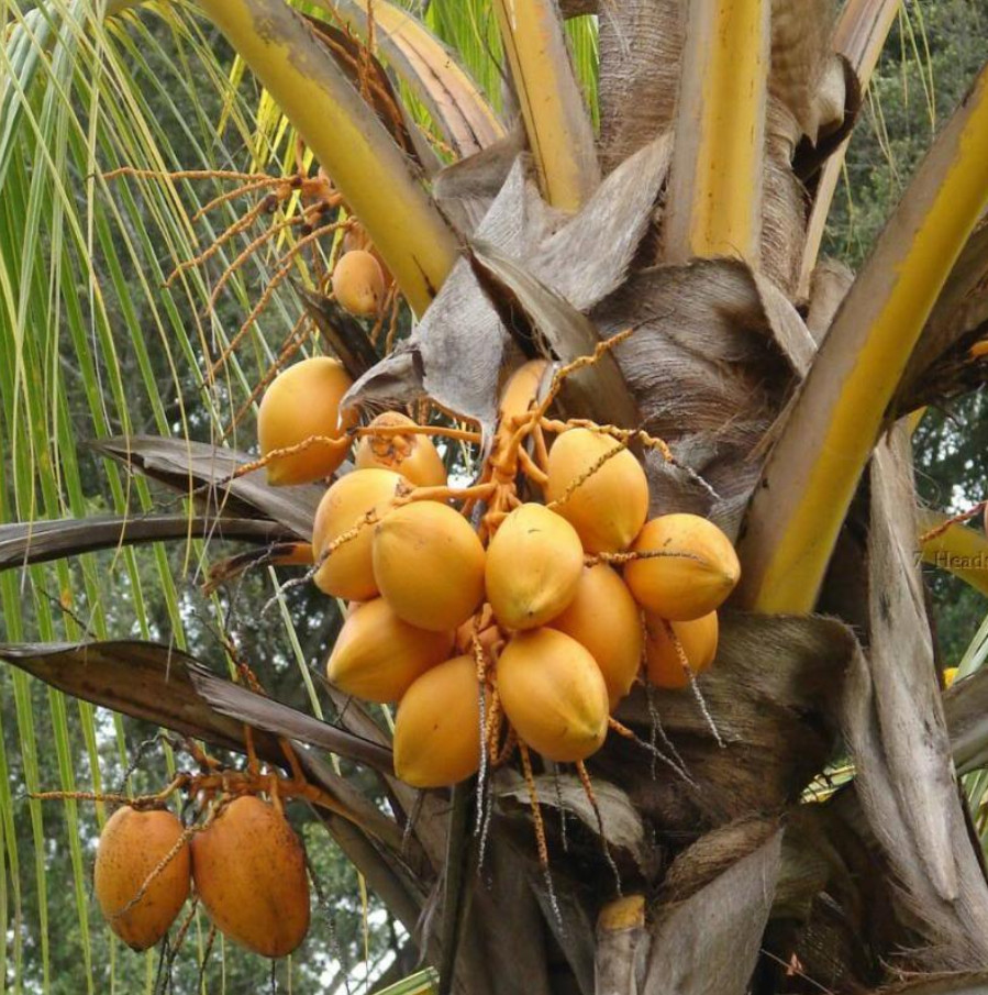 🥥 Set of 2 Dwarf Yellow Malayan Coconut Seeds – Tropical Edible Palm–Unsprouted