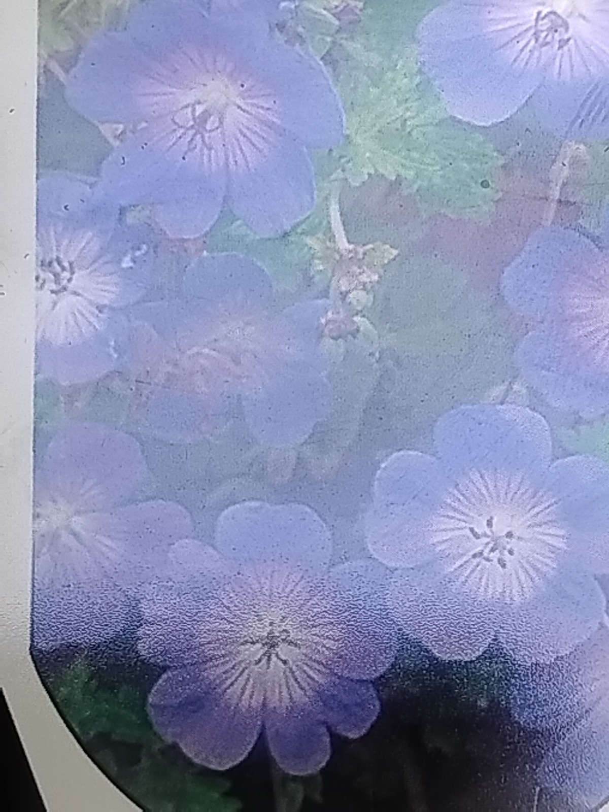 FREE SHIPPING 4 SET ROZANNE HARDY GERANIUM ( CONSIDERED BEST!) LONG BLOOMING