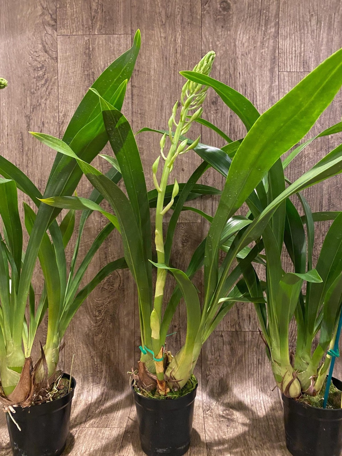 In Spike XL Grammatocymbidium Memoria Nathan Newman (4” Pot)