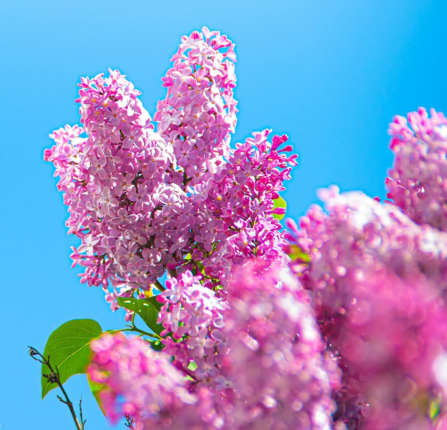 100 Early Pink Lilac Seeds for Planting Stunning Pink Blooms