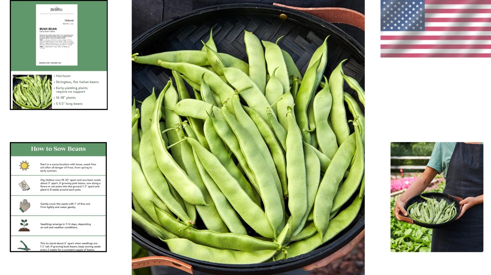 Early Italian Bush Bean Seeds 2 Oz – Perfect for Small Spaces & Containers