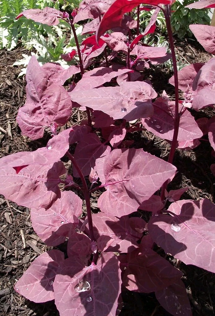 Red Orach (Atriplex hortensis rubra) SEEDS