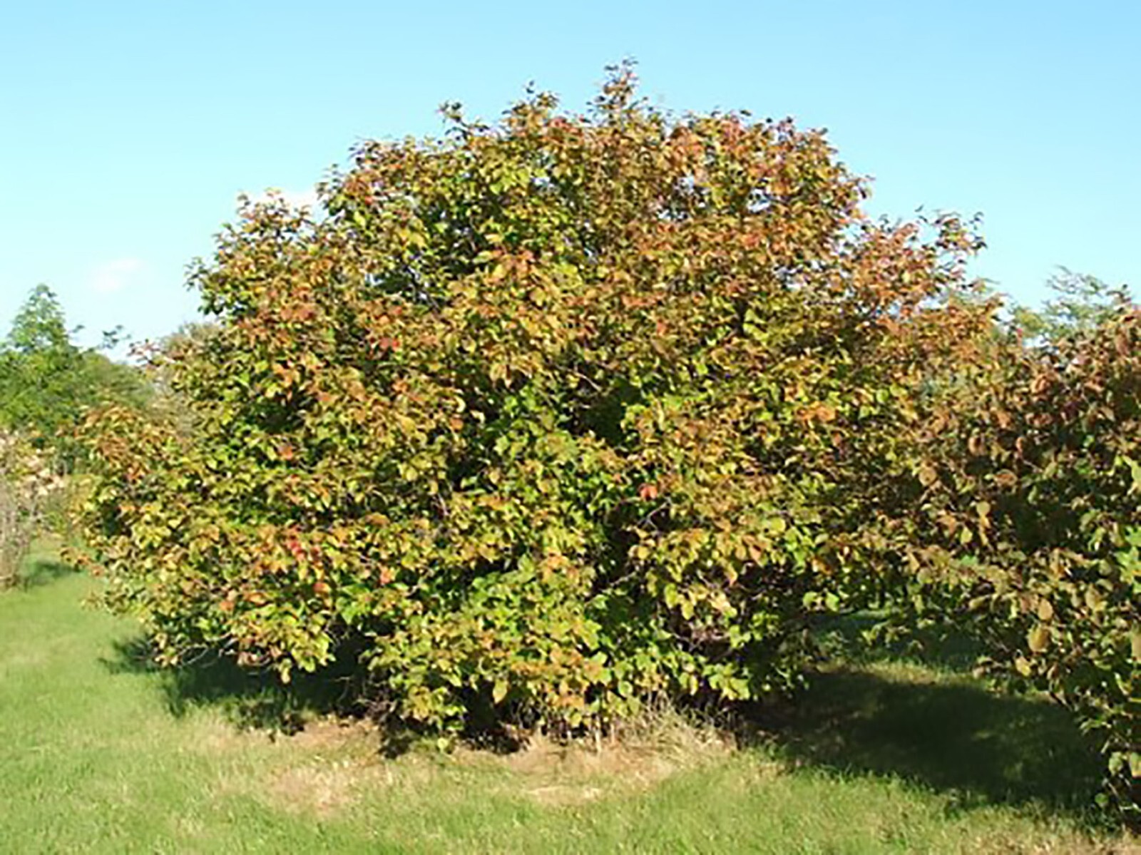 American Hazelnut, (Filbert), Corylus americana, Tree Seeds