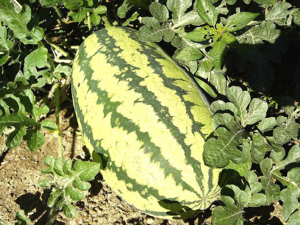 40+JUBILEE WATERMELON Seeds Heirloom Organic Vine 25-30lbs Summer Garden Easy