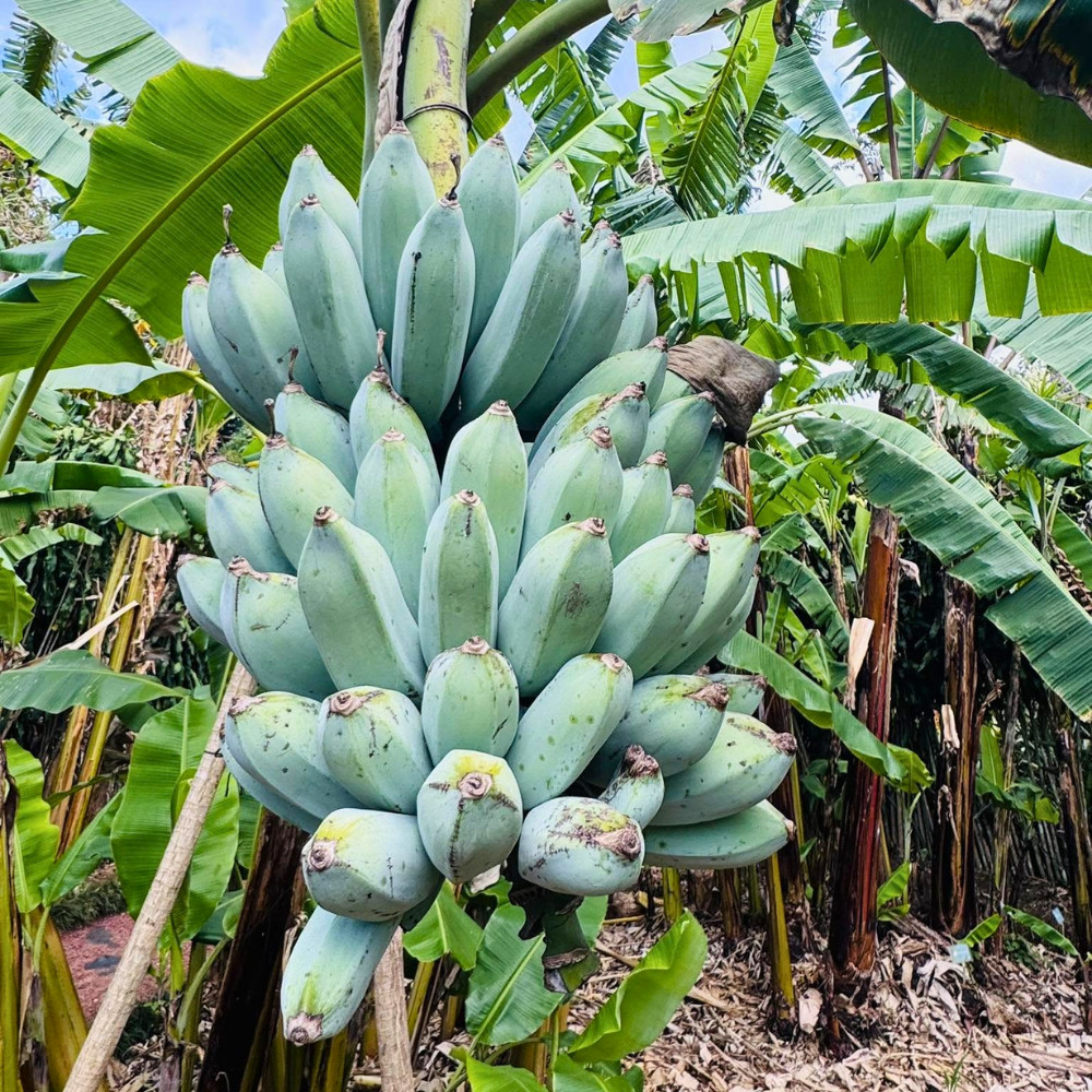 Ice Cream Banana Live Plant 4-6 Inches Tall Rooted Blue Musa