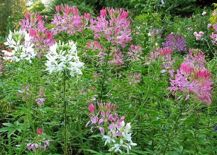 Spider Plant Flower Seeds Cleome hassleriana, FREE SHIPPING